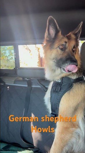 German shepherd howls #germanshepheard