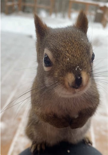 Calming down an agitated and cutely talkative Twikky the squirrel. #twikky #squirrel #cuteanimals #squirrelsoftiktok