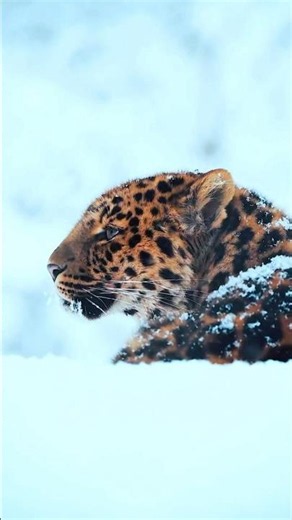 The Leopard in the snowy mountains #leopard #snow #nature #naturelovers #viral