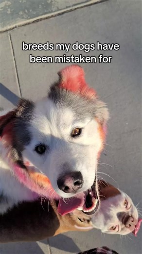Understanding Mixed Breed Dog Identities