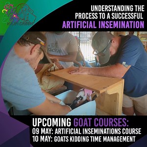#4 Understanding the process of a successful Artificial insemination Artificial insemination can open many doors to your breeding possibilities, but it is important to do it correctly from the beginning and know what to look out for, otherwise, you could be wasting your time. The very first thing you will want to do is check the viability of the semen that you will be using. A beautiful buck does not always produce the best semen; sometimes, external factors can play a role, such as stress or il