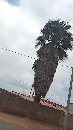 8.3K views · 11 reactions | I just saw a yellow Python on a tree #LetsGrowTogether #StarsEverywhere #snake #phyton | Amicable Amicable | Facebook