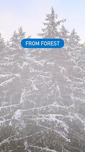 From forest to festive! 🌲 This beautiful white spruce made the journey from Alberta’s woods to the Legislature grounds, standing tall at over 60 feet and over 6,000 pounds. The tree will be decorated in time for Legislature Light Up on December 3. This magnificent tree is brought to you by Alberta Forestry and Parks, spreading holiday cheer and celebrating the beauty of our forests. | YourAlberta (Government of Alberta)