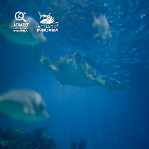 ✨ ¡La emoción del mar te espera en Acuario Inbursa! 🐠 ¡Lleva a más y paga menos! Aprovecha nuestra promoción: 3 boletos por el precio de 2 y disfruta de un día inolvidable en el corazón marino de la CDMX. 🐡💙 👉 Compra ahora: www.acuarioinbursa.com.mx/promo-3x2/ Reúne a tu familia o amigos y ven a descubrir los secretos del océano en Acuario Inbursa. 🌊 ¡No te lo pierdas! 🎟🐟 #acuarioinbursa #cdmx #dondeir #quehacercdmx #planes #recomendaciones | Acuario Inbursa