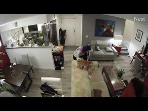 To license this content please click here: https://www.jukinmedia.com/licensing/view/1445103?utm_source=RMsocialpost&utm_medium=RMsocialpost | Jukin Copyright Management | Facebook