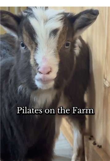 Goat Pilates every weekend in march!