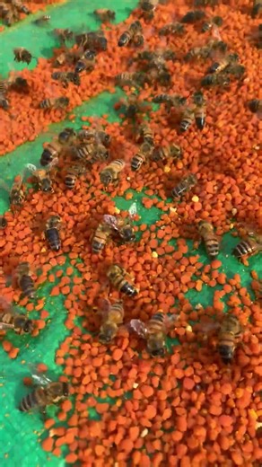 Bees Crowding Pollen Area 🐝 | Natural Hive Behavior