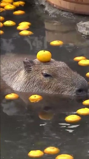 The Capybara Song Music Video (Unofficial)