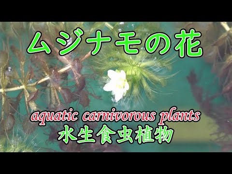 ムジナモの花が咲きました。 水生食虫植物 aquatic carnivorous plants