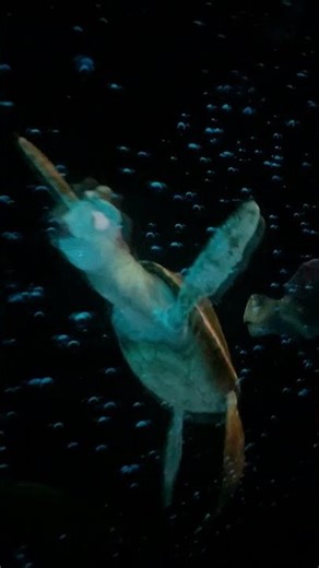 Taking a Ride with Crush! #shorts