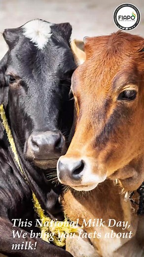 We bring you facts about milk, this #NationalMilkDay! Mother cows...
