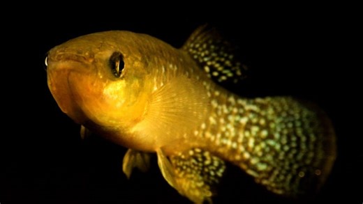 Minnow is New Jersey's pollution superfish