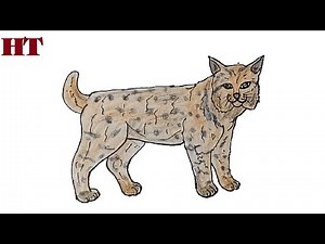 How to draw a bobcat step by step | Cat drawing easy