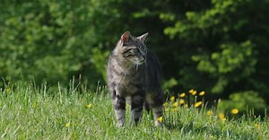 Video by Nicky Pe on Pexels