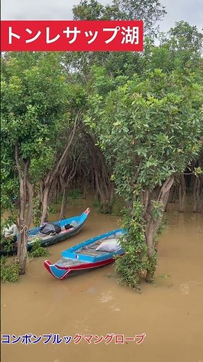 #トンレサップ湖 #コンポンプルック水上生活 #旅 #マングローブ #自然 #海外一人旅 #旅行 #ワールド探訪 #アンコールワット日本語ガイドトム #アンコールワット #ショート #観光 #旅