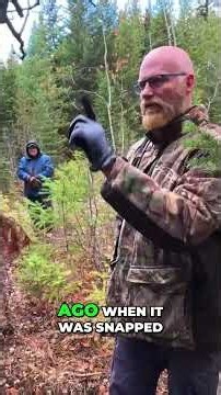 Sasquatch Tree Break: Unbelievable Tensile Snap Evidence! #shorts