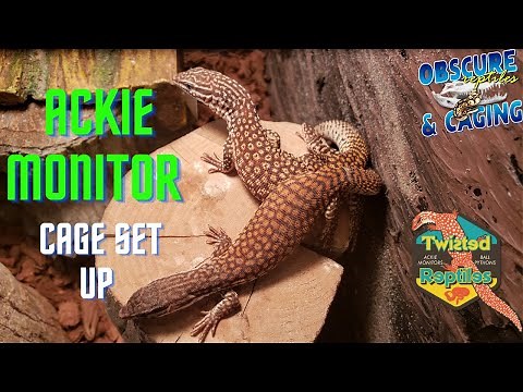 Ackie Monitor Setups for Hatchlings and Adults