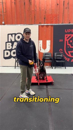 How to fix a dog that keeps breaking stay in obedience training