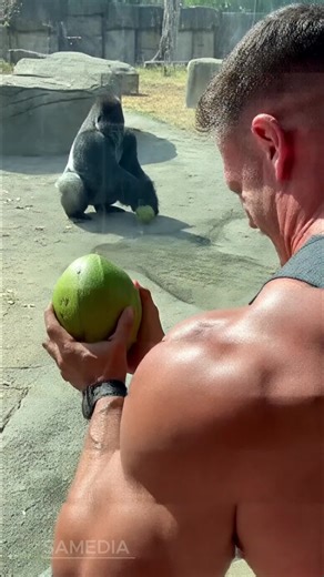 Pumpkin Pals on Instagram: "Gorilla vs American Bodybuilder 🦍💪🤣 | Coconut Crush Challenge… Gorilla Wins! A hilarious challenge from an American zoo is going viral! An American bodybuilder confidently enters a coconut-crushing contest against a powerful gorilla — but the gorilla easily cracks coconuts like they’re nothing. The crowd’s reaction, the bodybuilder’s surprise, and the gorilla’s playful confidence make this one of the funniest strength challenge videos online. Perfect for fitness fa