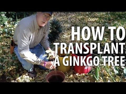 How to Transplant A Ginkgo Tree - The Dirt Doctor