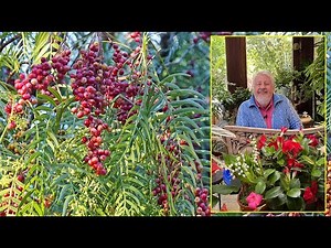FAUX POIVRIER, L’ARBRE PLEUREUR AROMATIQUE QUI PRODUIT DES BAIES ROSES. Le Quotidien du Jardin N°381