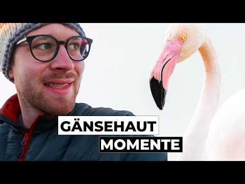 So nah war ich Flamingos noch nie! (Foto-Abenteuer Camargue 🇫🇷)