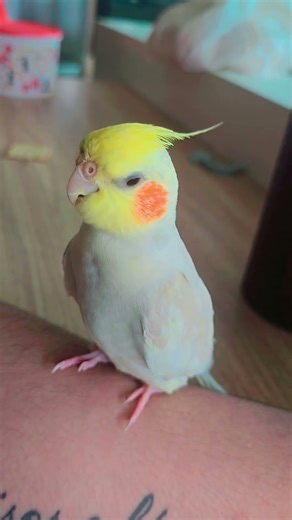 Pitoco com sono #parrots #cockapoo #puppy #birds #calopsitas