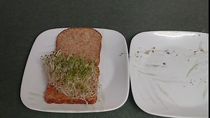 The Sprout House Organic Sprouting Seeds Red Cabbage 1 Pound