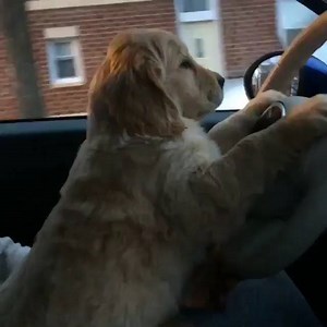 My dog work to get his driver's license. Yes. | Tekko