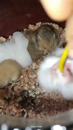 funny hamster baby eating a food// entertainment short video