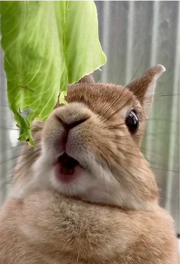 TikTokでrabbit manさんをチェック！