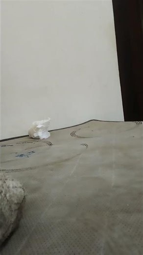 RTP vinheta separador publicidade 2004/2011/2004