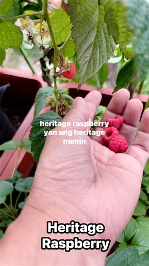 📌Heritage Raspberry Suckers available | Baguio Fruit Seedlings and Grafts