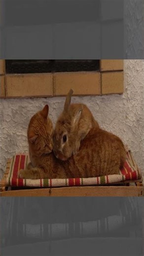 This traditional cooking Will Make You Famous 😍