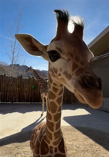 Meet Sunshine Boy the Baby Giraffe at Hogle Zoo