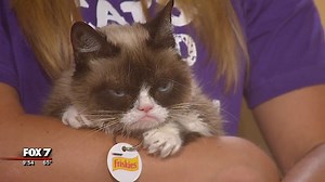 RIP GRUMPY CAT: Internet sensation Grumpy Cat has died at the age of 7 her owners have announced. We were lucky enough to have Grumpy Cat come to our studio for SXSW back in 2016. Here's a look at that interview. Our thoughts are with Grumpy Cat's owners. STORY: http://bit.ly/2WQu8A7 | FOX 7 Austin
