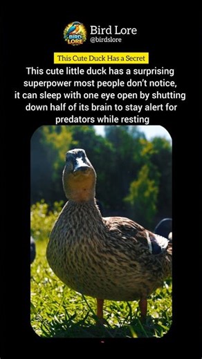 This cute little duck has a secret | Mallard Duck Explained #facts #duck