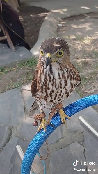 Pesona Alap-Alap CG: Keindahan Burung Pemangsa