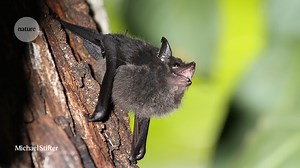 Baby bats babble like human infants