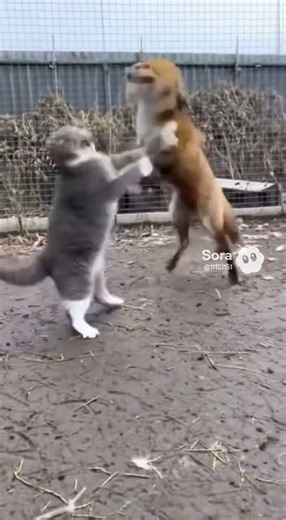 Cat sprints in and SLAPS the fox to save the chick—lightning-fast fight! 🐱🦊🐥⚡ #cat #fox #chicken