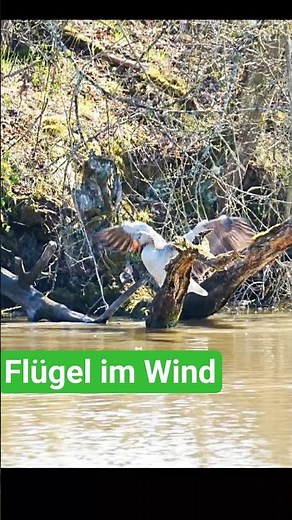 Gans am See – ein ruhiger Flügelschlag