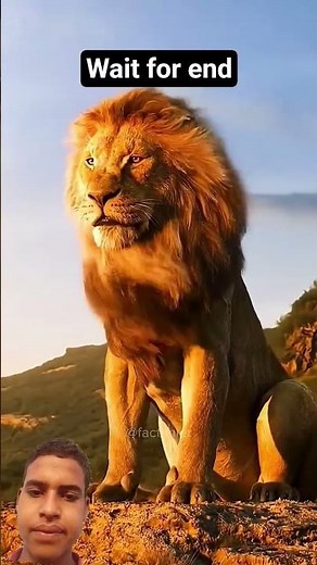 Lion vs 3 Rhinos 😱 | Real King Never Fears 🔥 | Jungle King Attitude #shorts #factlinker