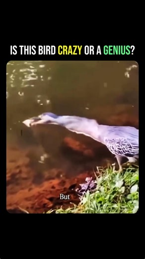 This Bird Outsmarts Fish Using a Genius Trick 😳