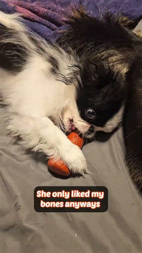 Corgi personality traits: Keo's weird "smooth bone" rule explained! 😂 🦴