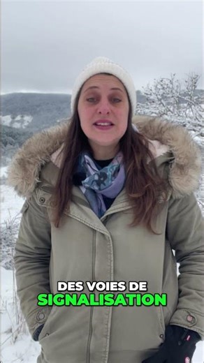 Pissenlit et Cancer : des résultats scientifiques (2025)