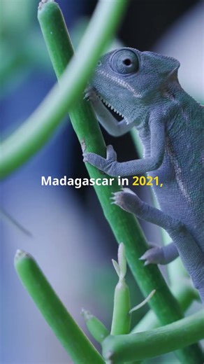 Meet The World's Smallest Chameleon #facts #nature #shorts