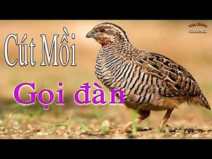 Tiếng Chim Cút Mồi Kêu Chuẩn Gọi Đàn MP3