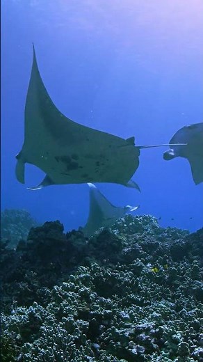 Experience the SCUBAPRO Galileo 3 Dive Computer #scubadiving #scubagear #diving #divewatch #fyp