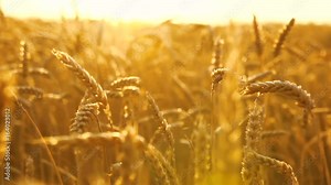 Fligth across the golden wheat field Stock Video