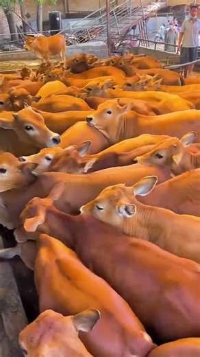 Improved Yellow Calf Farming | Smart Beef Cattle Raising Tips 🐄#CattleFarming #BeefCattle